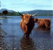 cattle in loch lomond