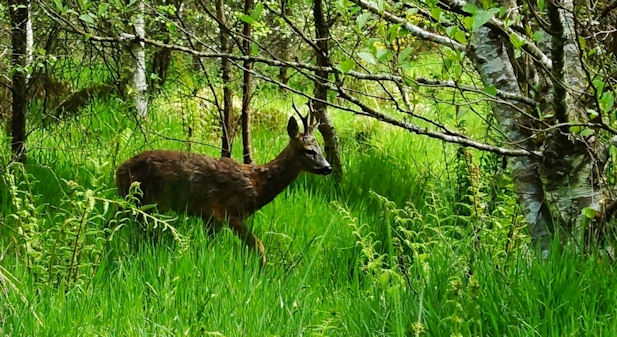 Bonhill Deer