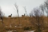 Roe Deer on Pappert Hill