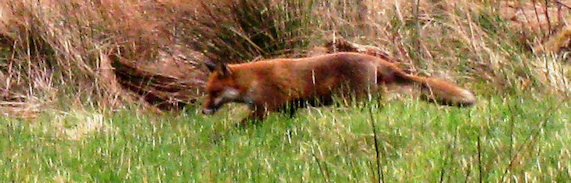 Fox on Pappert Hill