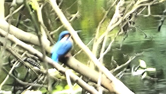 Kingfisher on the River Leven