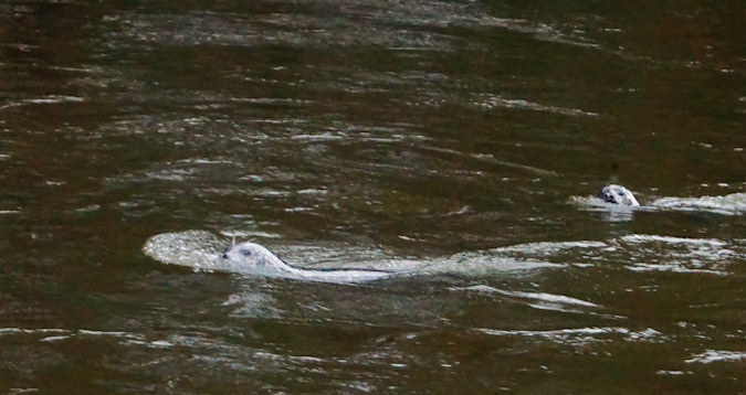 Seals in the River Leven