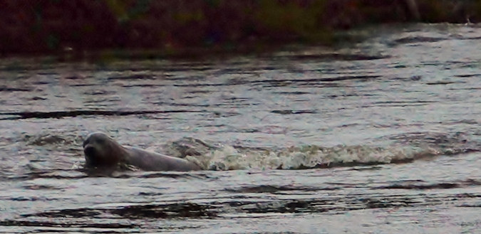 Seal heding for Loch Lomond.