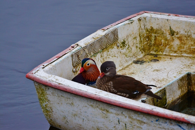Mandarin Ducks at Balloch