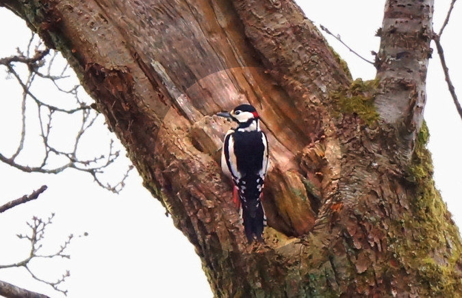Woodpecker in Balloch Park
