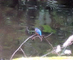 Kingfisher on river Leven.